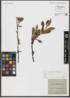 Foto von Salix hastata L.